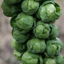 Load image into Gallery viewer, Long Island Improved Brussels Sprouts