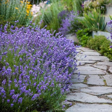 Load image into Gallery viewer, True Lavender