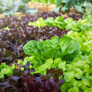 Leaf Lettuce Blend