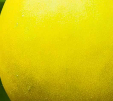 Canary Melon