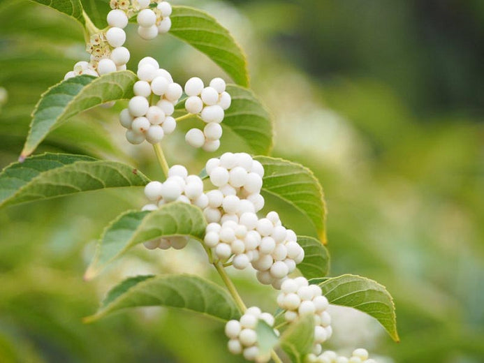 White Beautyberry