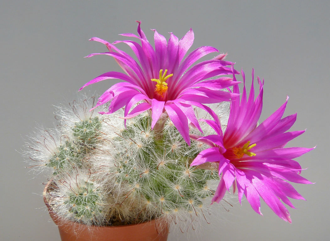 Mammillaria guelzowiana – Bloomin' Bin