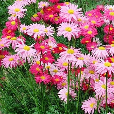 Robinson's Giant Painted Daisy Mix