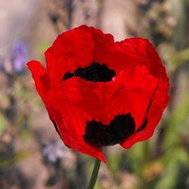 Turkish Tulip Poppy