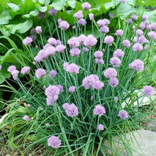 Load image into Gallery viewer, Common Chives