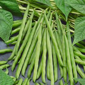Greencrop Bush Bean