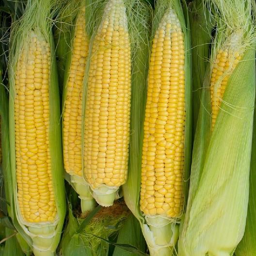 Golden Bantam 8 Row Corn