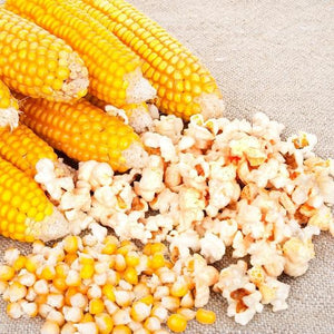 Popcorn Corn