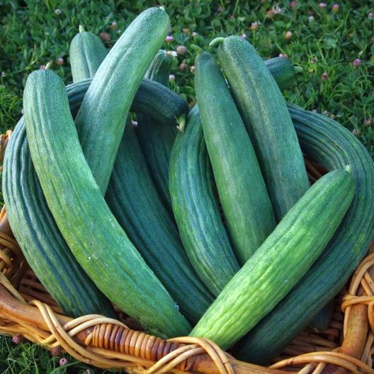 Armenian Dark Green Cucumber