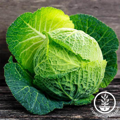 Savoy Perfection Cabbage