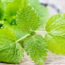 Load image into Gallery viewer, Lemon Balm