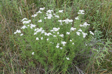 Load image into Gallery viewer, Slender Mountain Mint