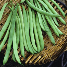 Load image into Gallery viewer, Kentucky Wonder Brown Pole Bean