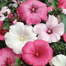 Load image into Gallery viewer, Lavatera Mixed Rose Mallow