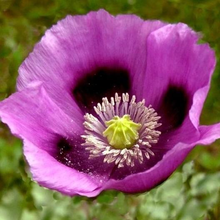 Load image into Gallery viewer, Hungarian Breadseed Poppy