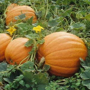 Mammoth Gold Pumpkin