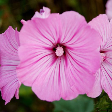 Loveliness Rose Mallow