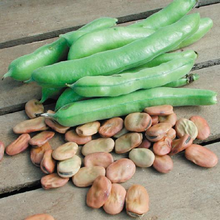 Load image into Gallery viewer, Broad Windsor Fava Bean