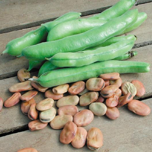 Broad Windsor Fava Bean
