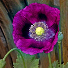 Load image into Gallery viewer, Laurens Grape Poppy