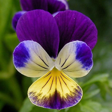 Load image into Gallery viewer, Johnny Jump Up Pansy