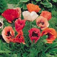 Load image into Gallery viewer, Oriental Mixed Poppy