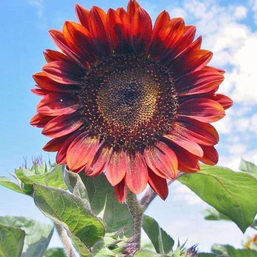 Red Sun Sunflower