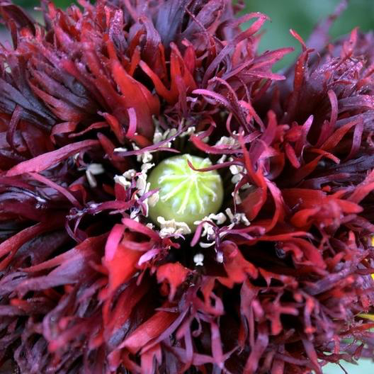 Black Swan Poppy