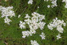 Load image into Gallery viewer, Slender Mountain Mint