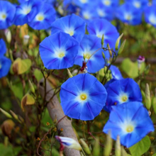 Load image into Gallery viewer, Heavenly Blue Morning Glory