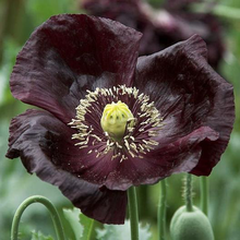 Load image into Gallery viewer, Midnight Poppy