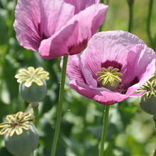 Load image into Gallery viewer, Hungarian Breadseed Poppy