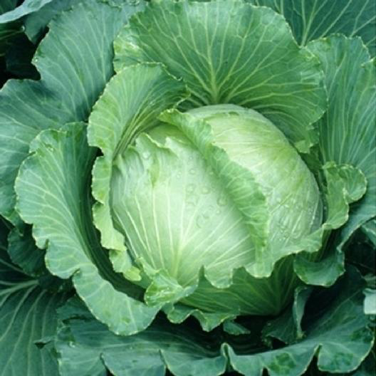 All Seasons Cabbage