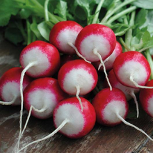 Load image into Gallery viewer, Sparkler White Tip Radish