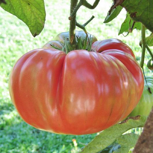 Brandywine Pink Tomato