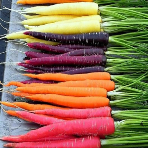 Rainbow Blend Carrot