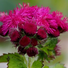 Load image into Gallery viewer, Red Flint Ageratum