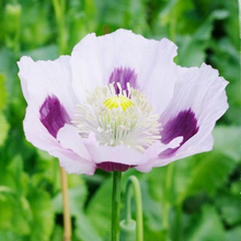 Load image into Gallery viewer, Blue Moon Poppy