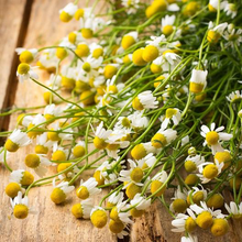 Load image into Gallery viewer, German Chamomile