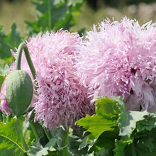 Load image into Gallery viewer, Lilac Pompom Poppy