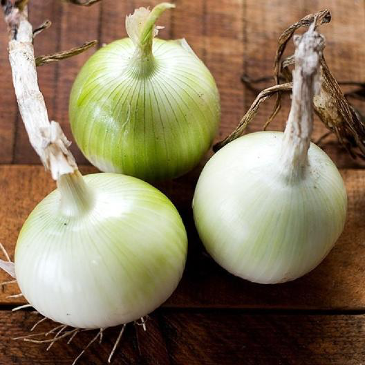 White Grano Short Day Onion