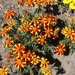 Court Jester French Marigold