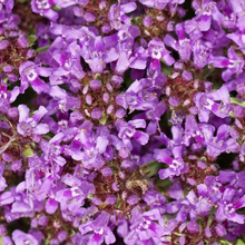 Load image into Gallery viewer, Creeping Thyme