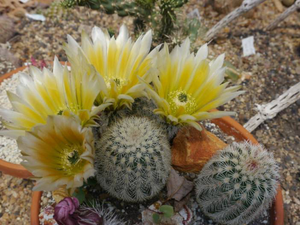 Texas Rainbow Cactus (Echinocereus dasyacanthus)