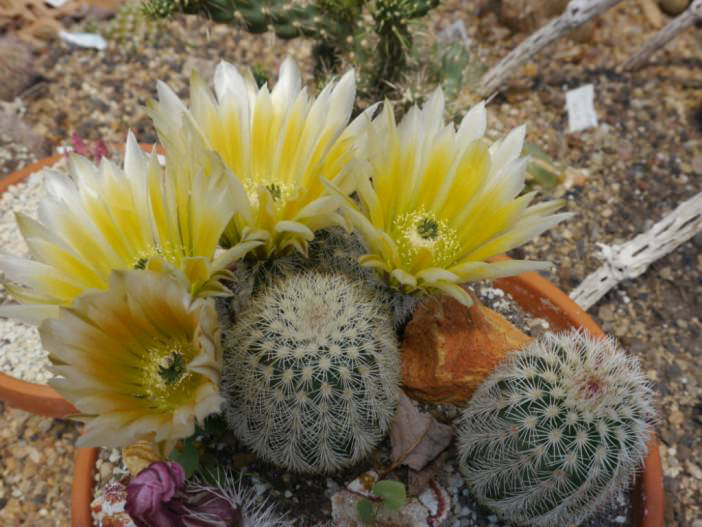 Texas Rainbow Cactus (Echinocereus dasyacanthus)