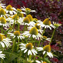 Load image into Gallery viewer, White Swan Coneflower