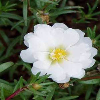 White Moss Rose (Portulaca grandiflora)